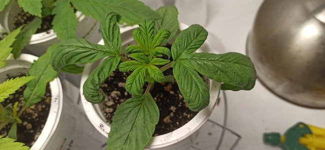 IMG_20250429_065043.jpg IMG_20250429_065043.jpg