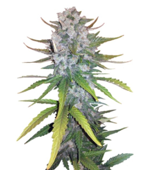 1745941915636.png 1745941915636.png