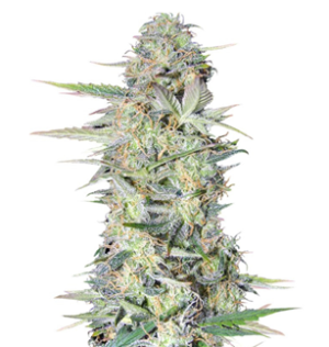 1745941922854.png 1745941922854.png