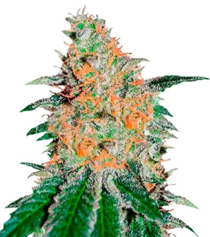 1746012575941.png 1746012575941.png