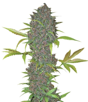 1746012594923.png 1746012594923.png