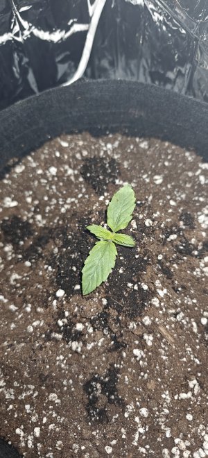 IMG20250430194556.jpg IMG20250430194556.jpg