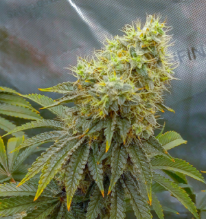 1746121908249.png 1746121908249.png