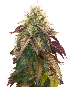 1746176552492.png 1746176552492.png