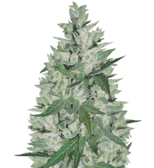 1746262605298.png 1746262605298.png