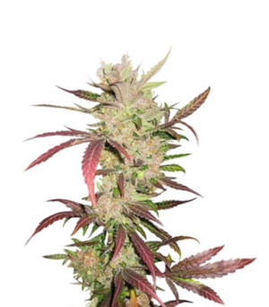 1746262609137.png 1746262609137.png