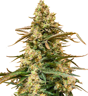 1746466884753.png 1746466884753.png