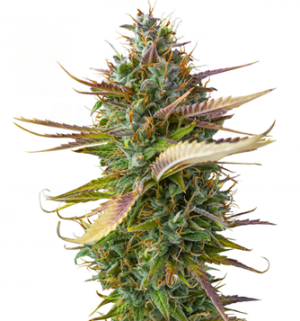 1746466892143.png 1746466892143.png