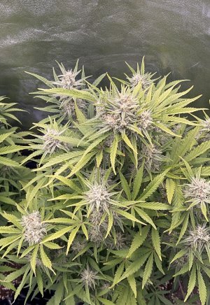 IMG_6831.jpeg IMG_6831.jpeg