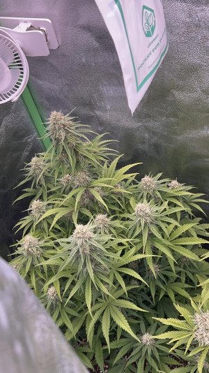 IMG_6830.jpeg IMG_6830.jpeg