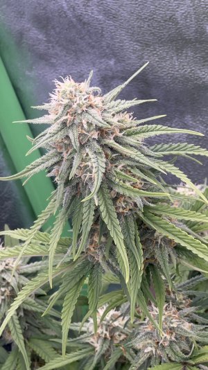 IMG_6829.jpeg IMG_6829.jpeg