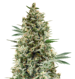 1746605881714.png 1746605881714.png