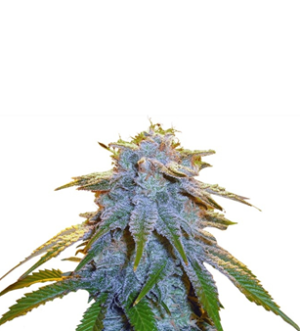 1746711093533.png 1746711093533.png