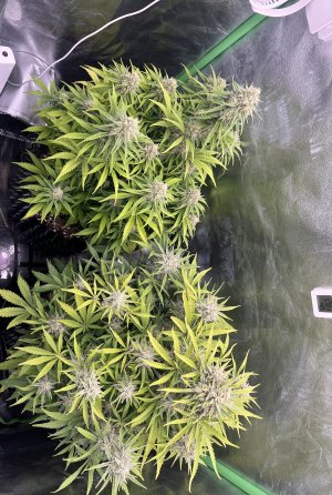 IMG_6856.jpeg IMG_6856.jpeg