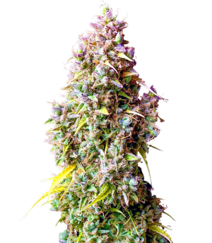 1746779276649.png 1746779276649.png