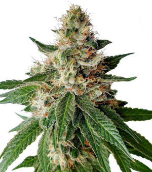 1746779313922.png 1746779313922.png