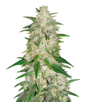 1746794444606.png 1746794444606.png