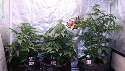 1746794706889.png 1746794706889.png