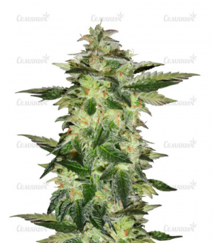 1649162200529.png 1649162200529.png