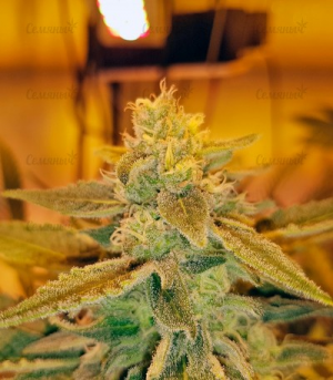 1649162258387.png 1649162258387.png