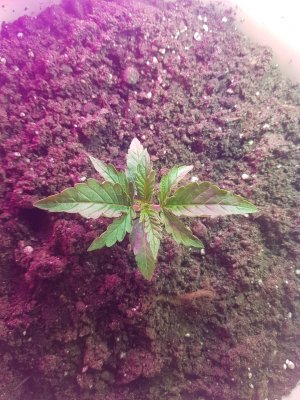 IMG-20220407-WA0007.jpg IMG-20220407-WA0007.jpg