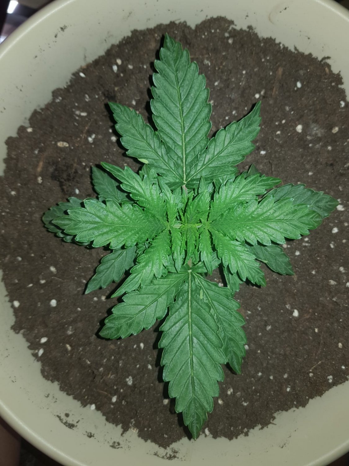 IMG-20220407-WA0006.jpg IMG-20220407-WA0006.jpg