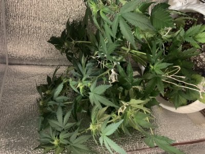 7F916374-D2CD-414D-93E0-F489FCDE35FE.jpeg 7F916374-D2CD-414D-93E0-F489FCDE35FE.jpeg