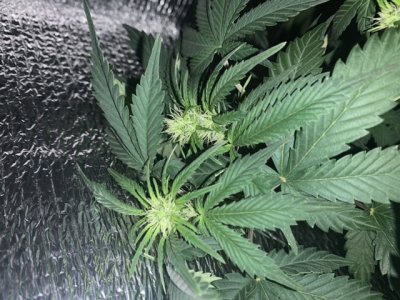 A5963E36-C86D-4DDC-9AC8-719F13565682.jpeg A5963E36-C86D-4DDC-9AC8-719F13565682.jpeg