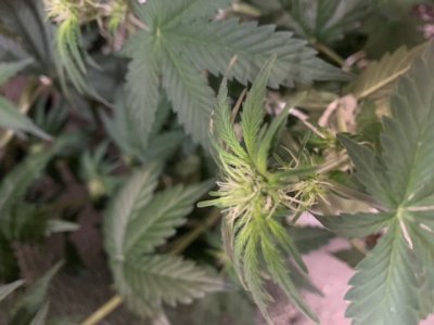 E2ED2F8A-327B-4AEC-9A07-B9514BA8026B.jpeg E2ED2F8A-327B-4AEC-9A07-B9514BA8026B.jpeg