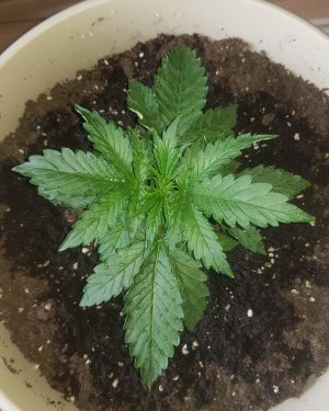 20220407_145658_optimized.jpg 20220407_145658_optimized.jpg