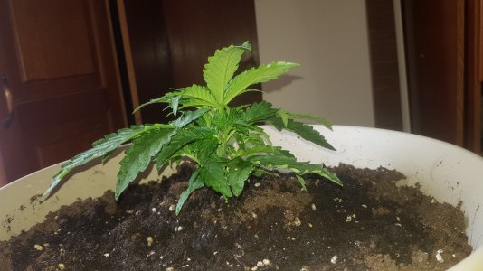 20220407_144430_optimized.jpg 20220407_144430_optimized.jpg