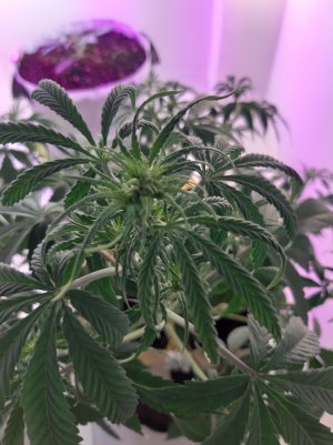 20220408_080224.jpg 20220408_080224.jpg