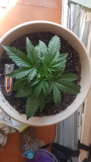 20220409_124638_optimized.jpg 20220409_124638_optimized.jpg