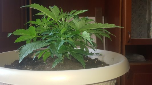 20220411_125634_optimized.jpg 20220411_125634_optimized.jpg