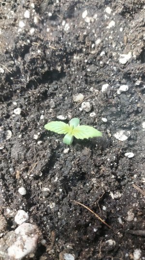 IMG_20220412_231849_439.jpg IMG_20220412_231849_439.jpg