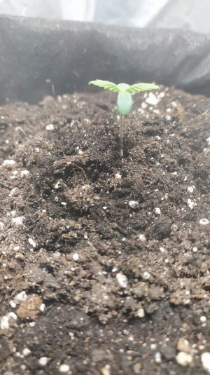 IMG_20220412_231843_397.jpg IMG_20220412_231843_397.jpg