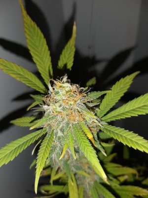 20220413_105335.jpg 20220413_105335.jpg