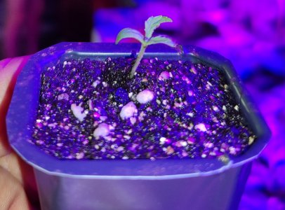 IMG_20220413_211922.jpg IMG_20220413_211922.jpg