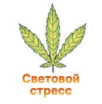 Svetovoj stress u konopli.png