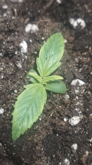 IMG_20220413_223445_869.jpg IMG_20220413_223445_869.jpg