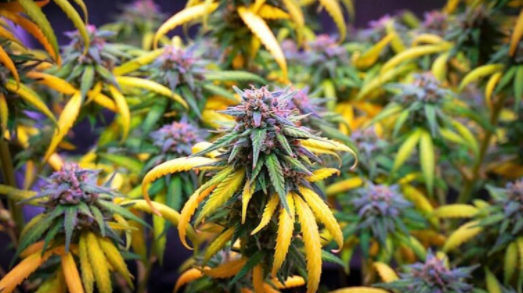 1650026831106.png 1650026831106.png