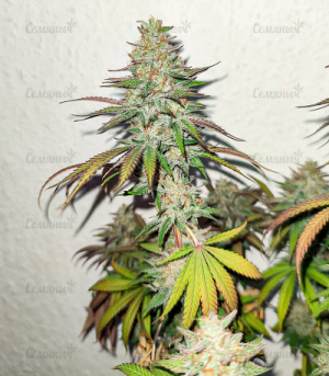 1650107857193.png 1650107857193.png