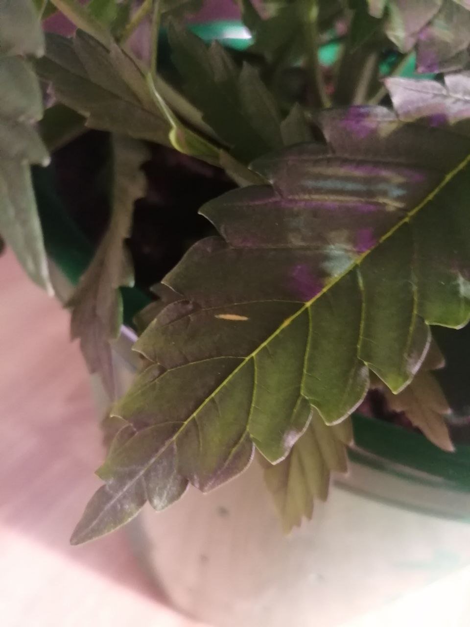 ранки.jpg ранки.jpg