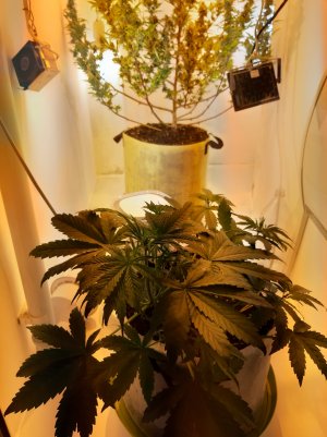 20220418_230218.jpg 20220418_230218.jpg