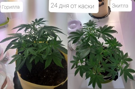 20220419_194751.jpg 20220419_194751.jpg