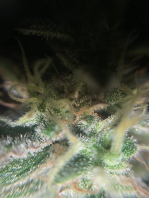 09F9E941-DF94-482C-82A3-27C34176B90F.jpeg 09F9E941-DF94-482C-82A3-27C34176B90F.jpeg