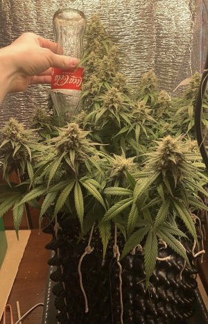 B27C3FD7-2FE4-4D5E-9943-5723059A5550.jpeg B27C3FD7-2FE4-4D5E-9943-5723059A5550.jpeg