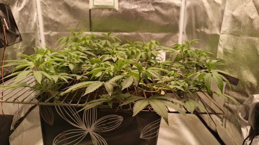 IMG_20250509_183447_368.jpg IMG_20250509_183447_368.jpg