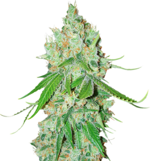 1747044169126.png 1747044169126.png