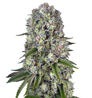 1747044173555.png 1747044173555.png